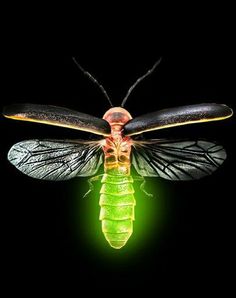 a green and black insect on a black background