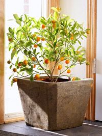 a potted plant with oranges in it sitting on the floor next to a window