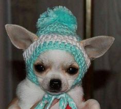 a small chihuahua dog wearing a knitted hat and holding a red object in it's paws