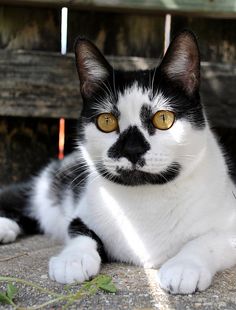 a black and white cat with yellow eyes laying on the ground next to a bench