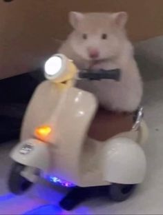 a hamster riding on the back of a scooter