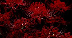 some red flowers that are in the dark