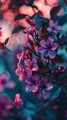 purple flowers are blooming on the tree in front of blue and pink sky background