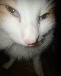 a close up of a cat with blue eyes