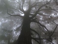 a large tree in the middle of a forest with lots of fog on it's branches