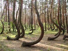 some trees that are in the woods with words on them saying, go home trees you're drunk