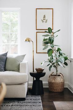 a living room filled with furniture and a potted plant