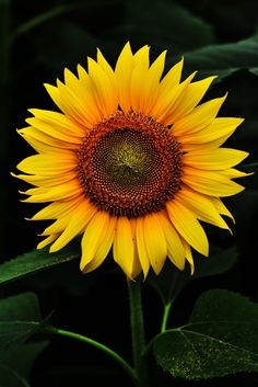 a large yellow sunflower with green leaves in the foreground and a dark background