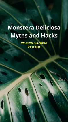 a green leaf with holes in it and the words monstera deliciasa myths and hack