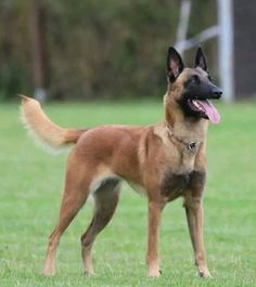 a dog standing in the grass with its tongue out and it's tongue hanging out