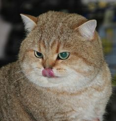 a cat with its tongue hanging out