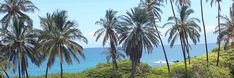 palm trees and the ocean in the background