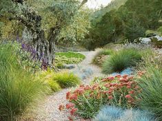 a garden filled with lots of plants and flowers next to a dirt road surrounded by trees