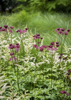 some purple flowers are in the middle of tall grass and plants with white blooms on them