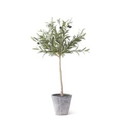 an olive tree in a pot on a white background