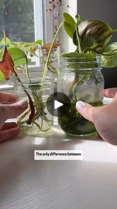 164K views · 2.8K reactions | I know I know, I should be changing my prop water every week BUT I HAVE SO MANY PROPS! This is how hydrogen peroxide has saved me time after time. 😅Not only does it keep algae away, it also helps with.. 🌱 Root Oxygenation: Helps aerate the soil and provide oxygen to the roots, promoting healthy root growth.🌱 Pest Control: Effectively kills soil pests like fungus gnats and their larvae.🌱 Disease Prevention: Prevents and treats root rot and fungal infections by killing harmful bacteria 🌱 Improved Water Absorption: Enhances water absorption by breaking down organic matter in the soil. I really can’t give you guys an exact ratio. I never measure. If I had to guess I would say I use 15-20 drops per cup of water. Some people have said that it slows root growth,