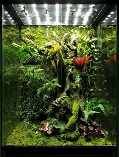 an aquarium filled with lots of green plants and plants growing on the side of it