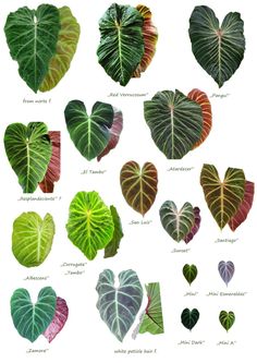 the different types of heart shaped leaves are shown in various colors and shapes, including green