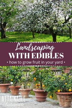 several potted lemon trees with the words landscaping with edibles how to grow fruit in your yard