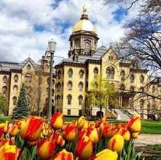 yellow and red tulips in front of a large building