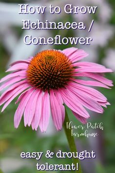 a pink flower with the words how to grow echinacea / coneflower