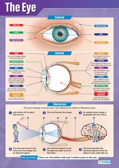 an eye diagram showing the different parts of the human eye and how they are used to see