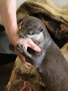 an otter is being petted by someone's hand