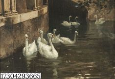 there are many swans swimming in the water