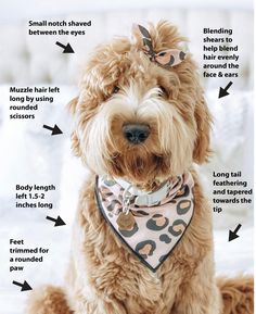 a dog wearing a bandana with instructions on how to wear it