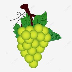 a bunch of green grapes hanging from a branch with leaves on it, illustration, cartoon png and psd