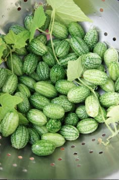 cucumbers growing in a colander with the caption, growing this strange and wonderful fruit