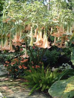 the flowers are hanging from the tree in the garden, and it's blooming