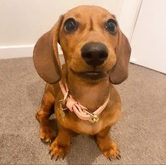 a small brown dog sitting on top of a carpet next to a white door and wearing a pink collar