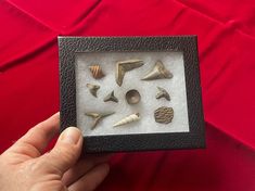 a hand holding a box with shells in it on top of a red table cloth