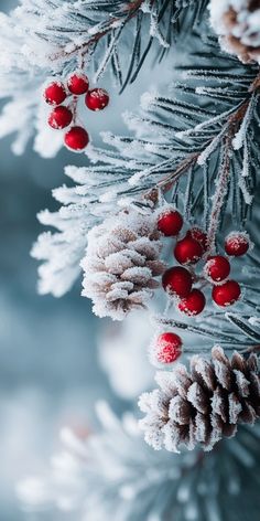 snow covered pine cones and berries are hanging from the branches