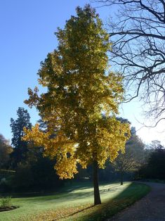 a large tree in the middle of a park with leaves on it's ground