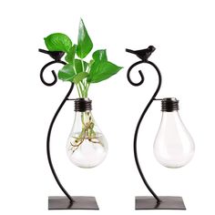 two glass vases with plants in them