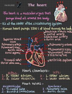 the heart and its functions on a blackboard with chalk writing, including information about it