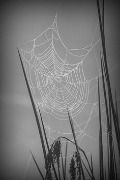 a spider web in the middle of some tall grass