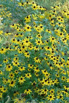 yellow flowers are blooming in the grass