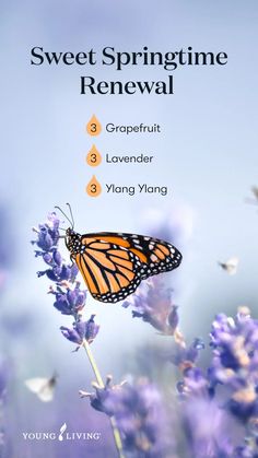 Spring Essential Oil Blends, Spring Diffuser Blends, Influencer Lifestyle, Tangerine Essential Oil, Doterra Essential Oils Recipes, Essential Oil Diffuser Blends Recipes, Essential Oils Guide, Essential Oils Cleaning, Yl Essential Oils