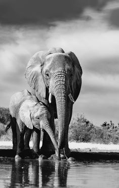 two elephants standing next to each other in the water