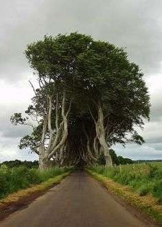 the road is lined with trees that have been turned into large branches and are very tall