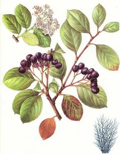 an illustration of berries and leaves on a branch with green leaves, brown leaves, and purple berries