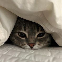 a cat is peeking out from under the covers