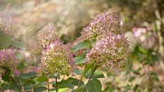 some pink and white flowers in the grass