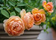 some very pretty flowers in a big pot