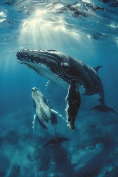 two humpbacks swimming in the ocean with sunlight streaming through their mouths and under water