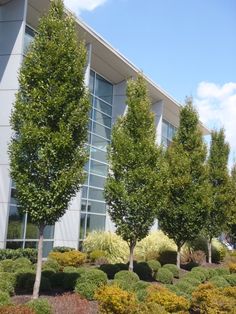 some very pretty trees in front of a big building