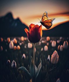 a butterfly sitting on top of a red tulip in a field full of white flowers